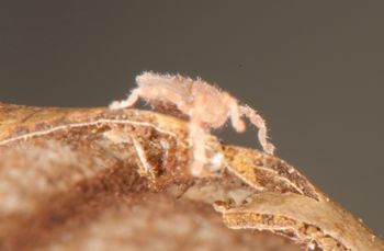 Media type: image;   Invertebrate Zoology 136532
